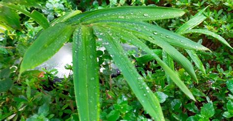 雨五行